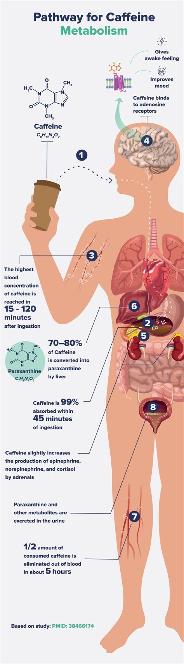 Does caffeine worsen chronic pain?
