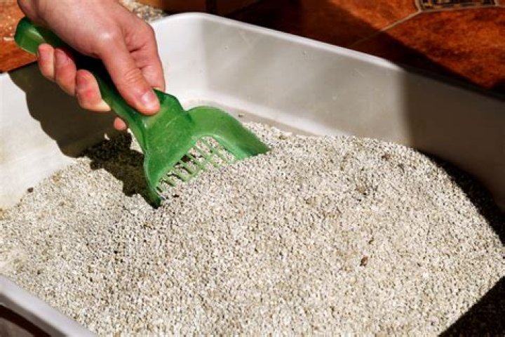 Does cat litter scare mice?