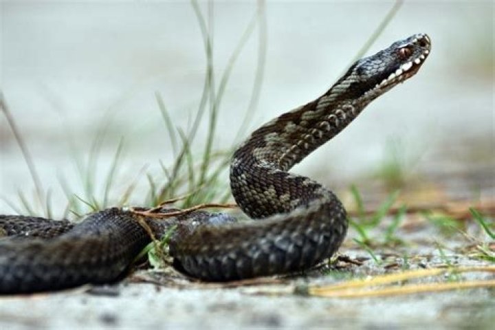 Does dog hair keep snakes away?