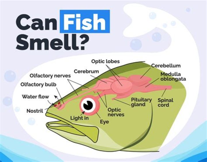 Does fish oil lower eye pressure?