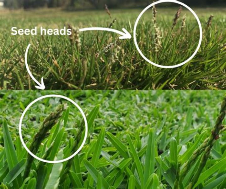 Does grass seed really work?