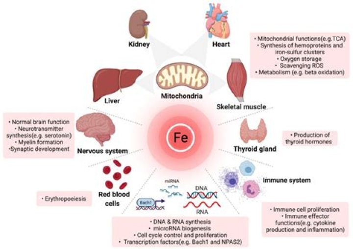 Does iron deficiency affect metabolism?