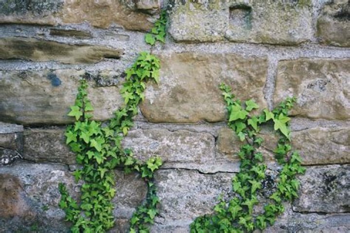 Does ivy grow back from roots?