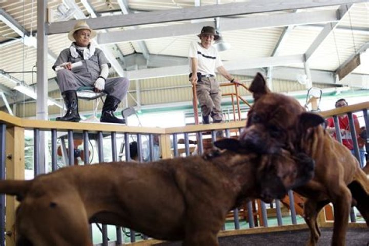 Does Japan still fight dogs?