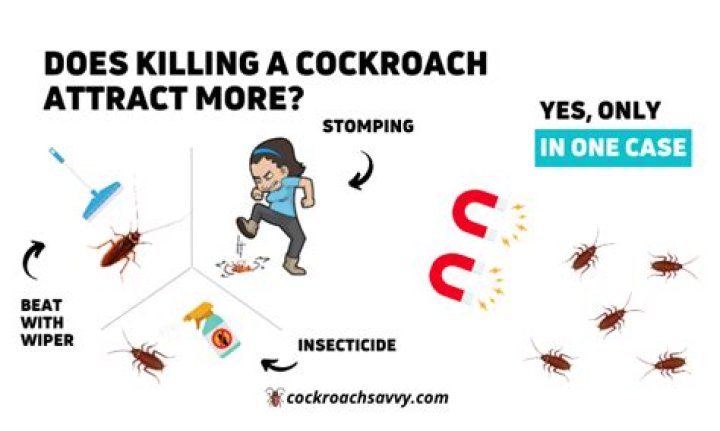 Does killing an ant attract more?