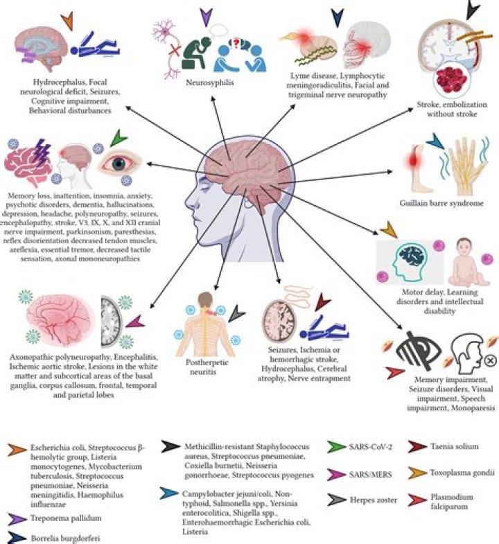 Does Lyme disease cause chronic fatigue?