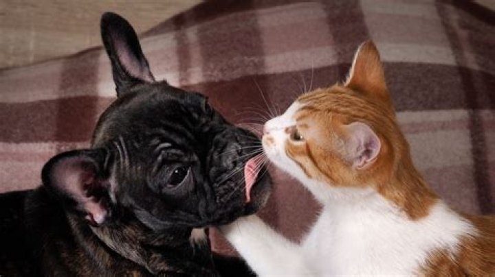 Does my cat love my dog?