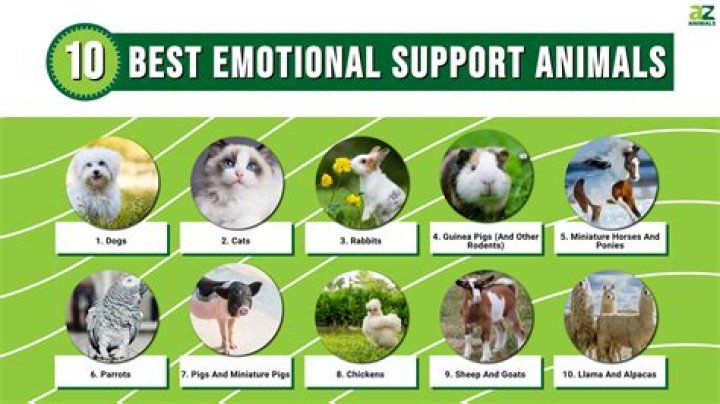 Does NYU allow emotional support animals?