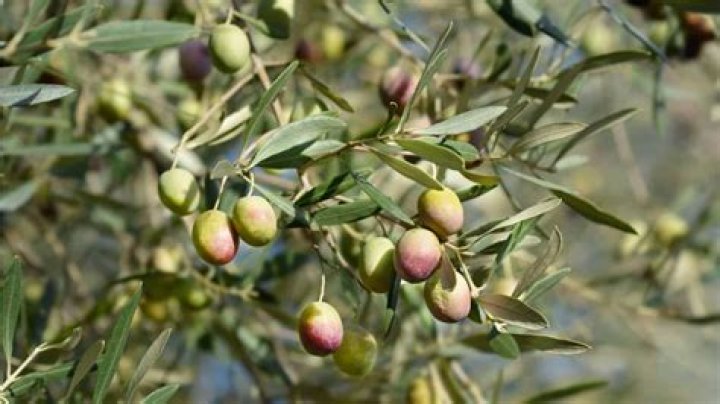 Does olive oil suffocate lice?
