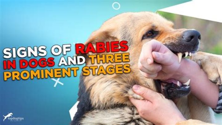 Does one month dog have rabies?