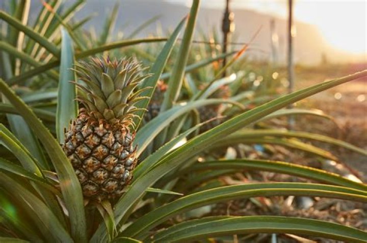 Does Pineapple cure a hangover?