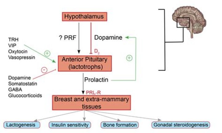 Does prolactin cause anger?