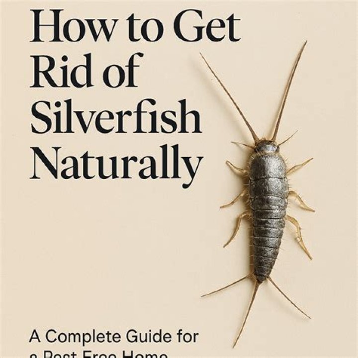 Does salt get rid of silverfish?
