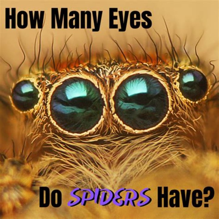 Does spider have 20000 eyes?