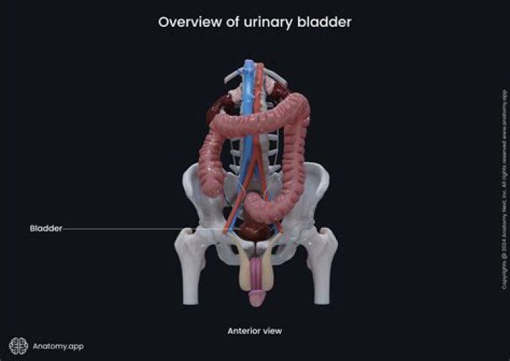 Does swim bladder go away?