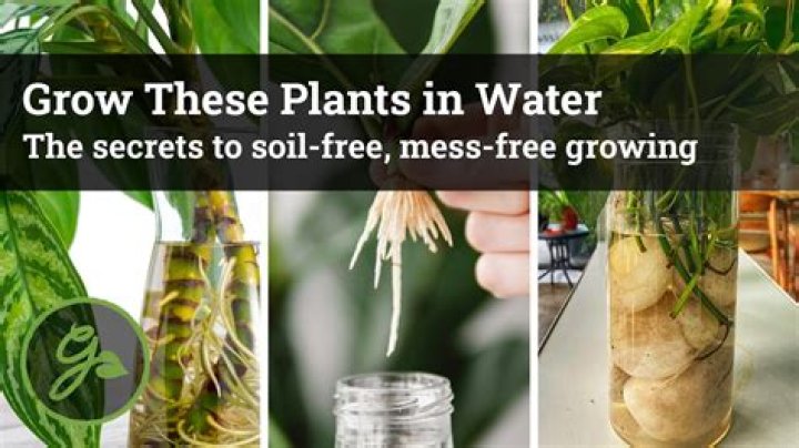 Does tea water help plants grow?