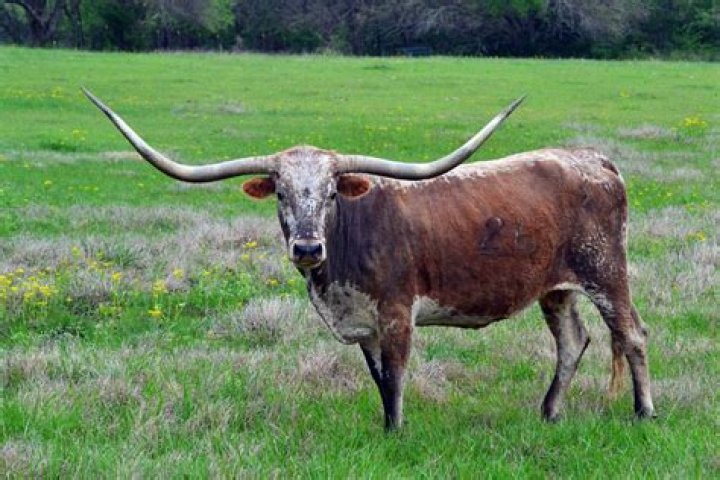 Does Texas LongHorn have prime rib?