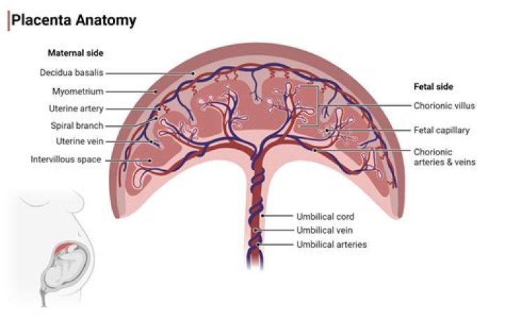 Does the placenta smell?