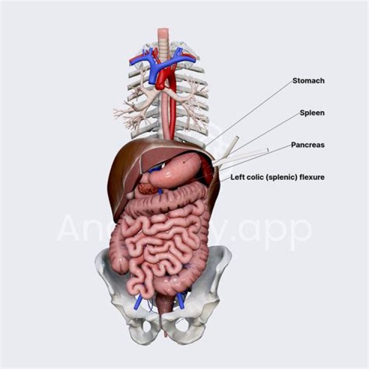 Does the spleen affect blood pressure?