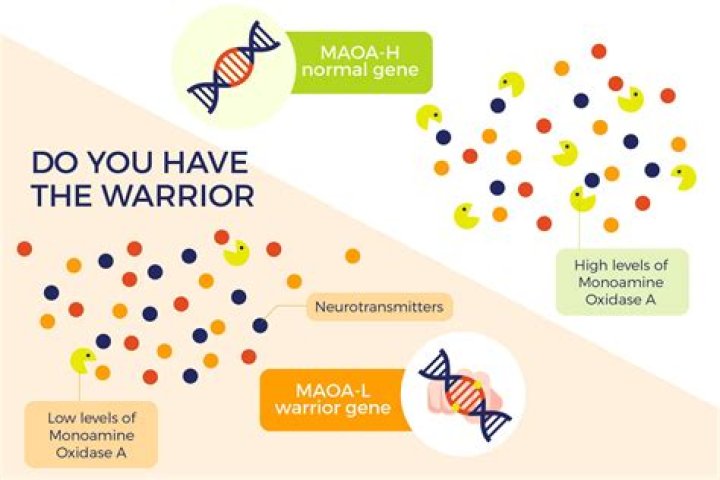 Does the warrior gene cause crime?