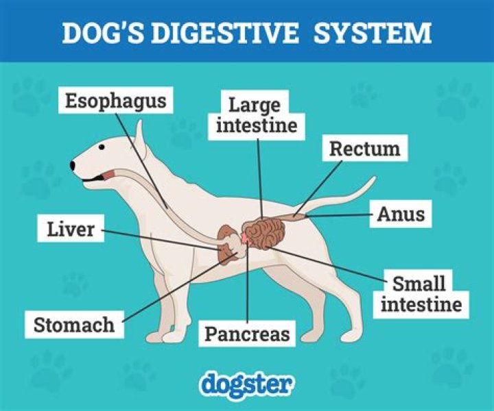 Does wine help digestive system?