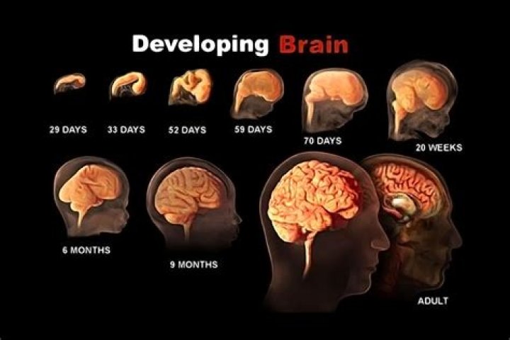 Does your brain reset every 7 years?