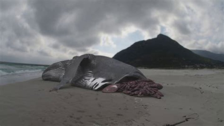 Has a megalodon ever been found?