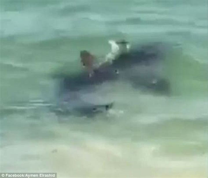 Has a shark ever eaten a dog?