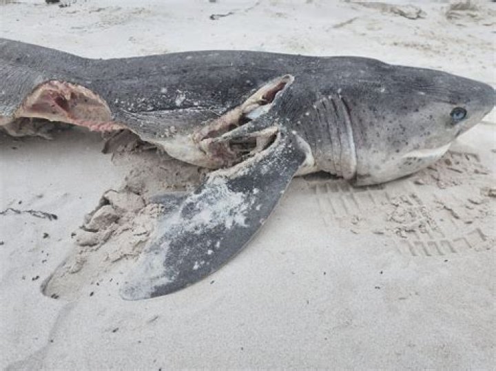 Has a whale shark ever killed anyone?