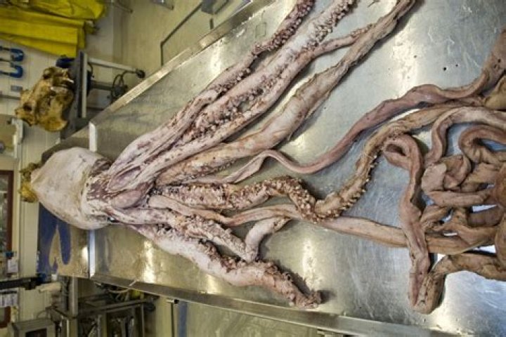 How big can a kraken get?