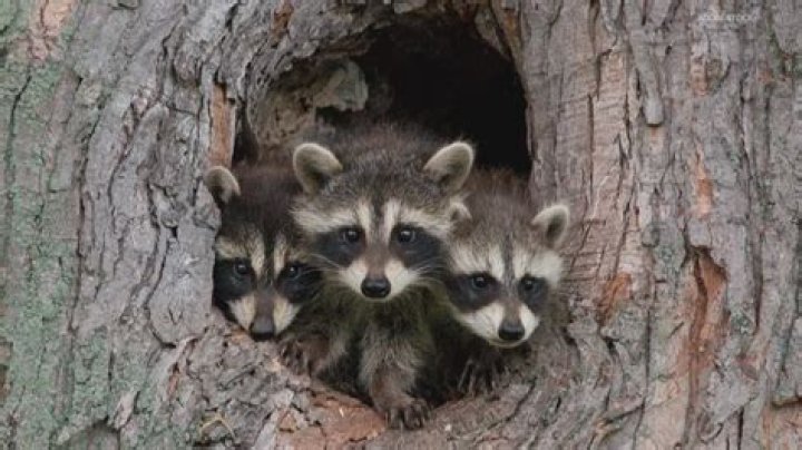 How big is a raccoons territory?