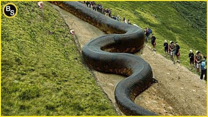How big is the largest snake?