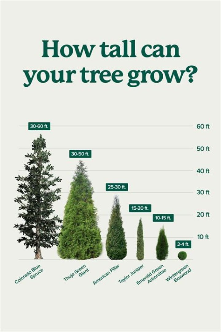 How can I grow 6ft?