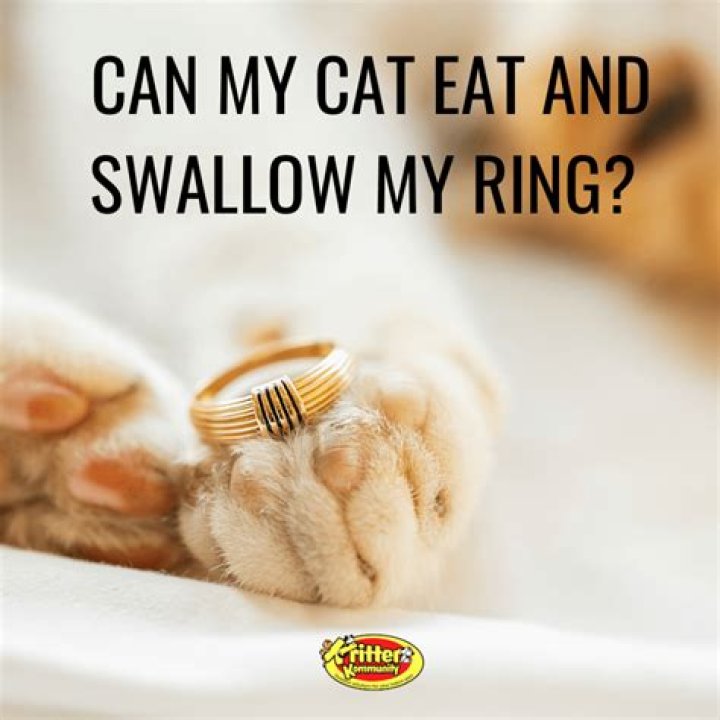 How can I help my cat pass a foreign object?