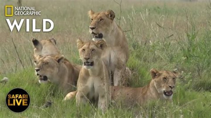 How can I live a wild and free life?