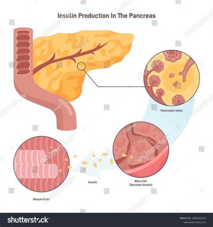 How can I make my pancreas produce more insulin?