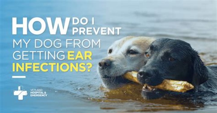 How can I prevent my dog from getting worms?