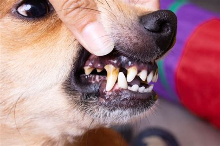 How can I soften my dogs tartar?