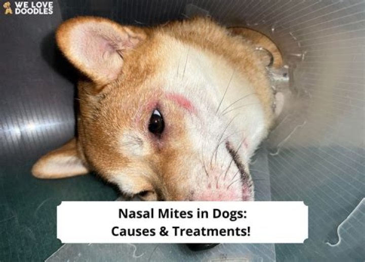 How can I tell if my dog has nasal mites?