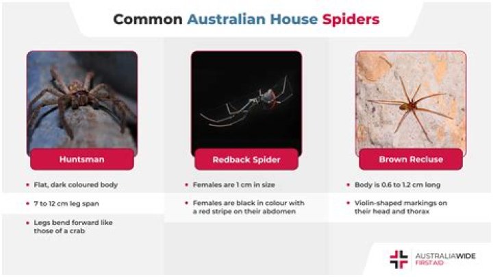 How can spiders tell when something is trapped in their web?