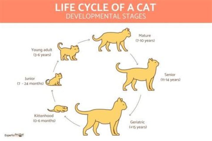 How can you tell a cat's quality of life?