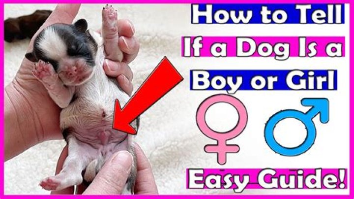 How can you tell if a dog is sad?