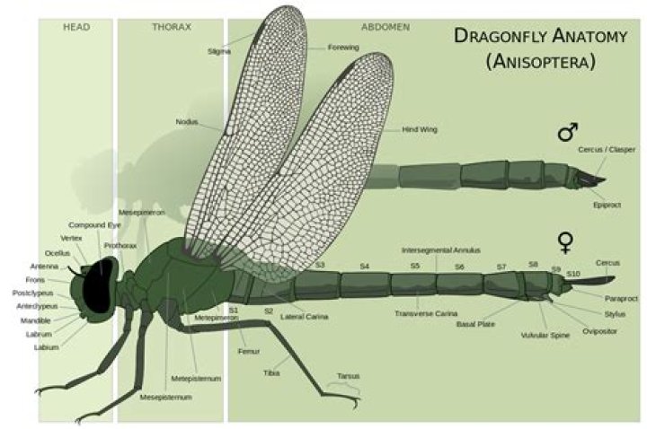 How can you tell if a dragonfly is male or female?