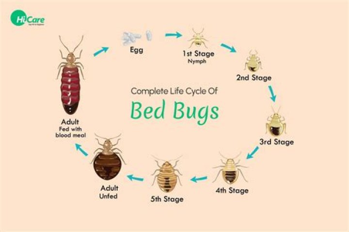 How can you tell if bedbugs are gone?