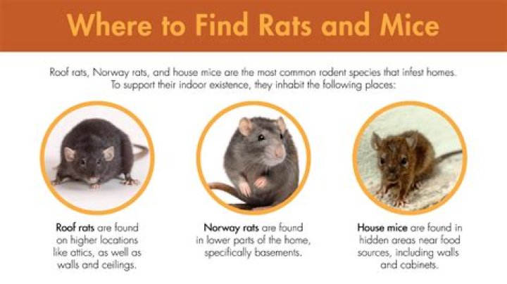 How common are mice in homes?