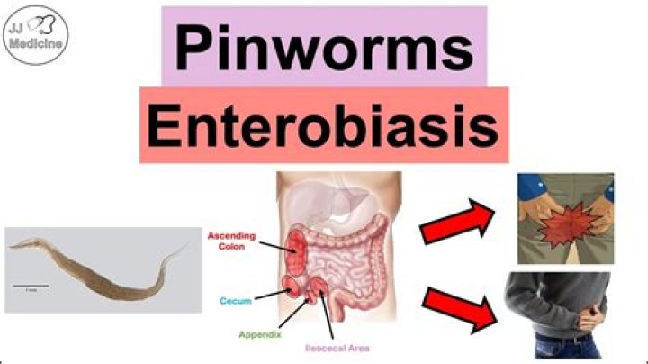 How do adults get pinworms?