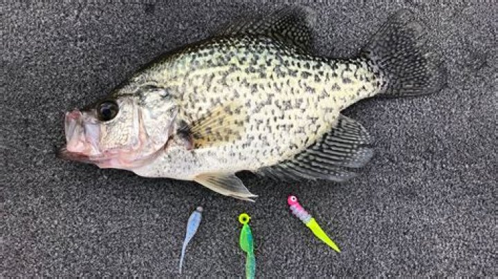 How do crappie see?