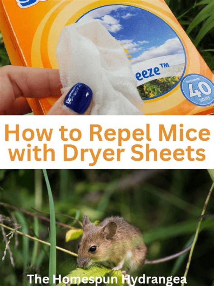 How do dryer sheets get rid of mice?