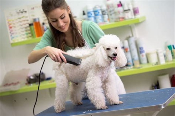 How do groomers keep dogs still?