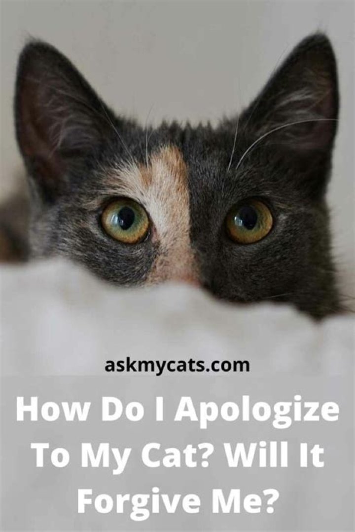 How do I apologize to my cat?